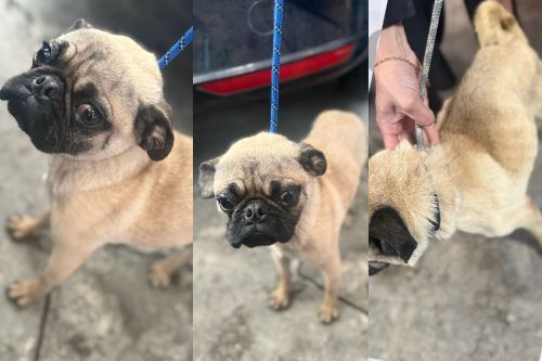 Rescatan a tres pugs en condiciones de maltrato animal en Naucalpan